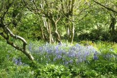 Sea of Bluebells at Luckbarrow by Martina Slater