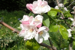 Spring Blossom at Luckbarrow April 2022: Martina Slater