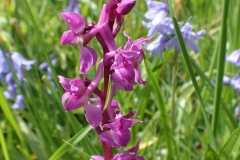 Early Purple Orchids, Orchid mascual at Luckbarrow by Martina Slater