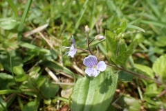 Wood Speedwell Veronica montana at Luckbarrow: Photo Martina Slater