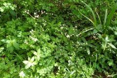 Sanicle in abundance in Great Wood. Martina Slater