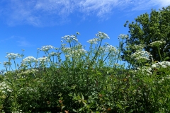 Water Dropwort flowers: Martina Slater