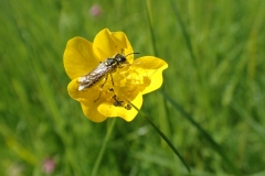 Buttercup with pollinating insect: Martina Slater