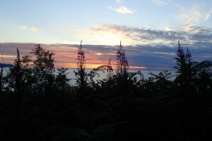 Rosebay willowherb at Hurlstone Point: Martina Slater
