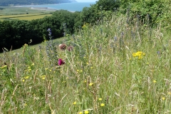Flower Filled meadow at Bossington: M Slater