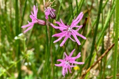 Ragged Robin Silene-flos cuculi (syn. Lychnis-flos-cuculi) Simonsbath walk July 2022 with thanks from KNA Moses