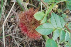 Robins Pincusion gall upon Rosa canina  S. Parry