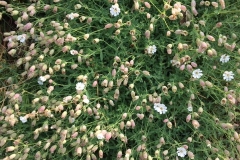 C. Tickner: Sea-Campion