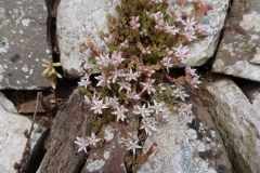 Sedum anglicum: English stonecrop.  Martina Slater