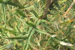 C. Tickner: Spear-Thistle