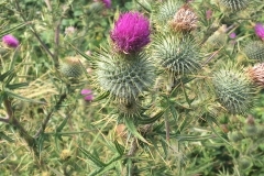 C. Tickner: Spear-Thistle