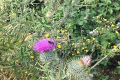 C. Tickner: Spear-Thistle