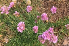 C. Tickner: Thrift