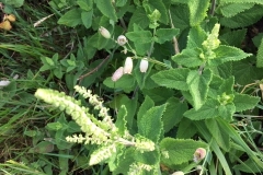 C. Tickner: Wood-Sage