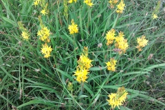 Bog Asphodel: Narthecium ossifragum  A Campbell