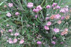 Cross leaved heath:  Erica tetralix. A Campbell