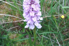 Heath spotted orchid: Dacrylorhiza maculata ssp ericetorumA Campbell