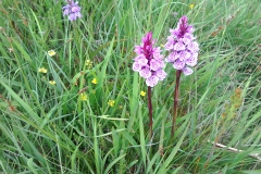 Heath spotted orchids: Dacrylorhiza maculata ssp ericetorum A Campbell