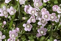 Bog Pimpernel, Anagallis tenella by J. Windle