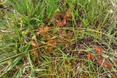 Round-leaved sundew:  Drosera rotundifolia. A Campbell