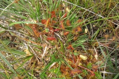 Round-leaved sundew: Drosera rotundifolia.  A Campbell
