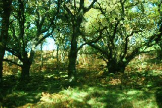 Ancient oak pollards at Cloutsham