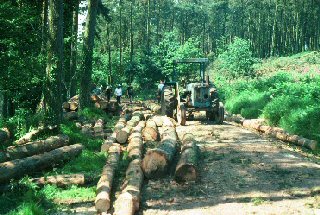 Forestry Work